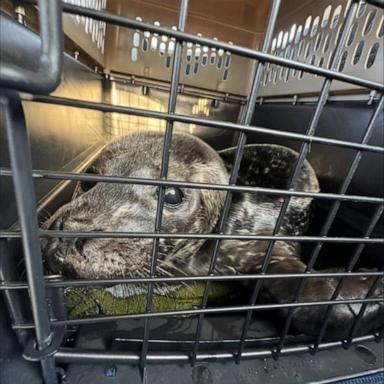 Jayson Biggins volunteers in the Vancouver area with organizations like the Island Wildlife Natural Care Center.