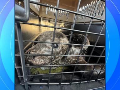 WATCH:  Pilot on mission to save adorable baby seals