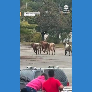 VIDEO: Bulls escape from rodeo in Massachusetts