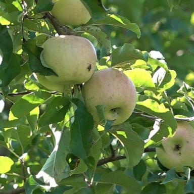 VIDEO: Adapting apples for our changing climate