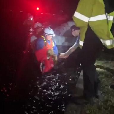 VIDEO: Residents and dog rescued from Hurricane Helene floodwaters