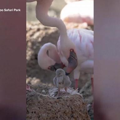 The two male lesser flamingos are now fostering a chick after “showing off their parenting skills with a dummy egg earlier this year,” read a statement posted on the San Diego Zoo Safari Park’s social.