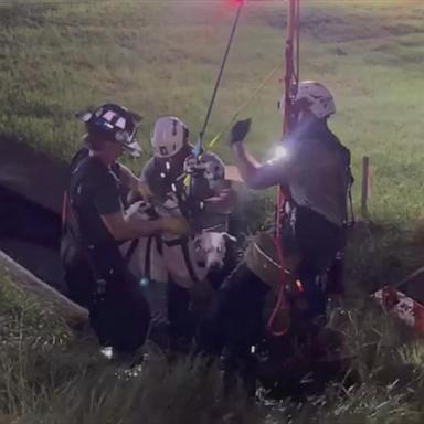 A dog in Florida has been rescued by a team of firefighters after falling 14 feet into a cave in the middle of a field, authorities said.