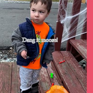 VIDEO: ‘Dang it, moose': Young boy in Alaska is adorably angry after moose eats his pumpkin