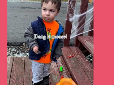 WATCH:  ‘Dang it, moose': Young boy in Alaska is adorably angry after moose eats his pumpkin