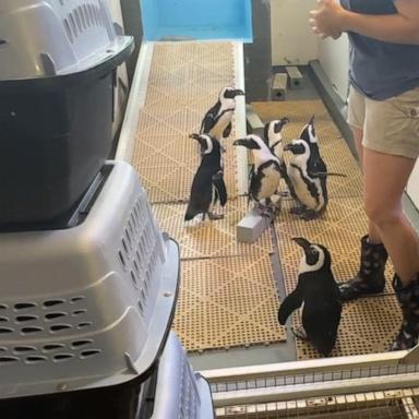 As Hurricane Milton rapidly approaches Tampa Bay, Florida, staff members at the city's zoo and aquarium are working to keep animals safe.