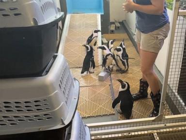 WATCH:  How Tampa's zoo and aquarium are preparing for Hurricane Milton's arrival