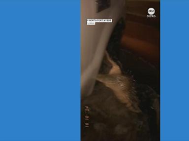 WATCH:  Alligator bites van's tire on flooded Florida street during Hurricane Milton