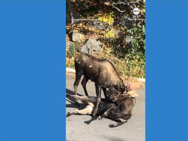 WATCH:  Bull moose go antler-to-antler in Alaska neighborhood