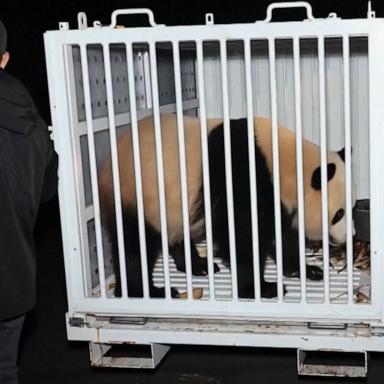 Zookeepers will welcome two giant pandas to their new home in Washington D.C. on Tuesday.