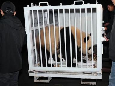 WATCH:  2 giant pandas headed from China to the National Zoo in Washington DC