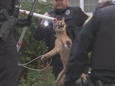 WATCH:  Endangered wild cat found under Chicago suburbs home