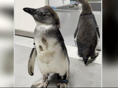 WATCH:  Penguin who could barely walk gets life-saving surgery