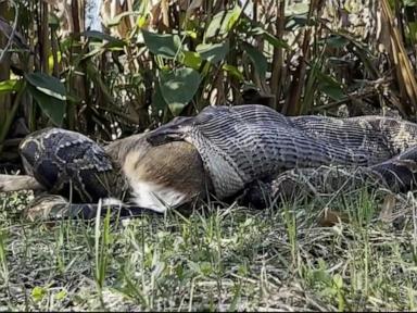 WATCH:  Florida’s 'serial killer' python population is swallowing deer, gators