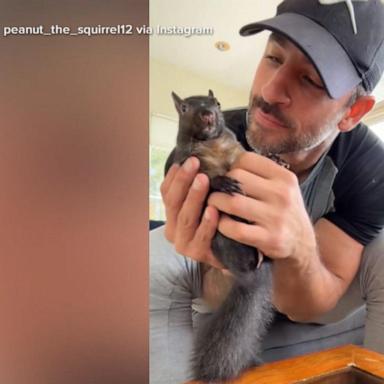 P'Nut was seized by wildlife authorities from Mark Longo’s New York home. 