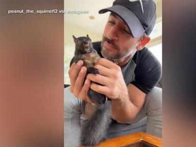 WATCH:  Social media-famous pet squirrel seized in ‘raid’