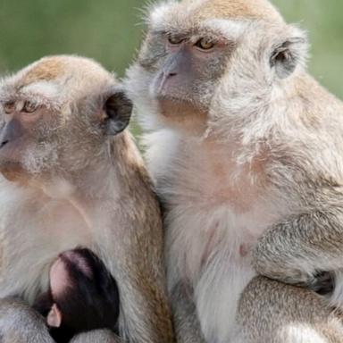 43 primates on the loose in South Carolina town after escaping from research lab