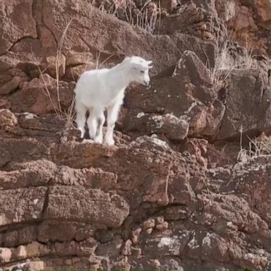 VIDEO: Baby goat rescued after being stranded for days on a cliff in Hawaii