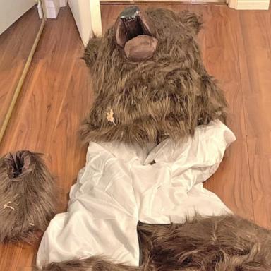 Scammers in bear costumes attacked cars: Officials