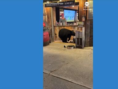 WATCH:  Bear scavenges for food in Tennessee wine shop