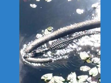 WATCH:  Alligator drags catch through water