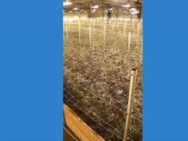 WATCH:  Security camera footage captures cannabis plants shaking during California earthquake