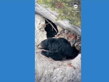 WATCH:  Bear prepares for hibernation at Yellowstone