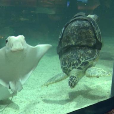 ABC News’ Danny New reports on Charlotte, a green sea turtle receiving help at Mystic Aquarium to swim normally after a boating accident damaged its shell and spinal cord.