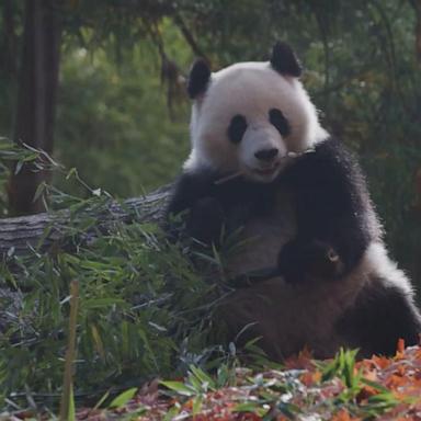 Giant pandas Bao Li and Qing Bao will be accepting visitors starting in January.