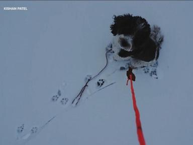 WATCH:  Drone owner helps save dog from frozen lake