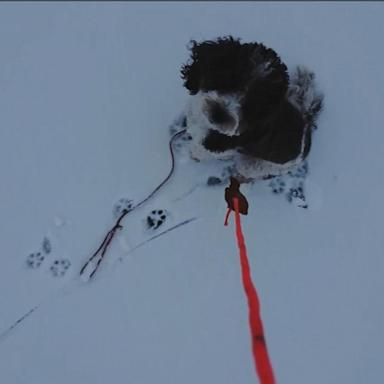 Kishan Patel stepped into action, helping police in Parsippany, New Jersey, rescue a 20-month-old sheepadoodle from a snow-covered frozen lake.