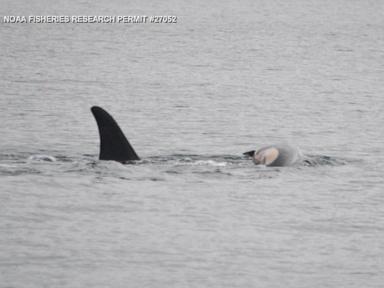 WATCH:  Mother whale caught in apparent act of mourning for dead calf