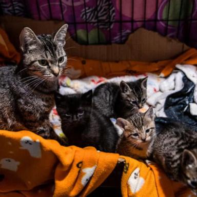 VIDEO: 'Friends of Normie' animal shelter helping save pets amid LA wildfires