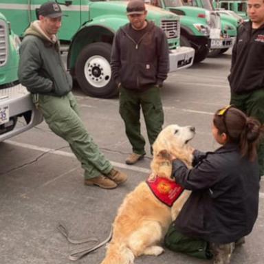 VIDEO: Uplifting stories rising from the ashes