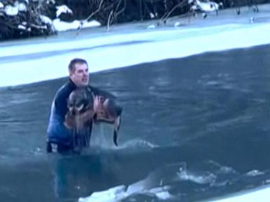 WATCH:  Dog saved in icy river rescue