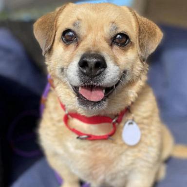 Frosted Faces Foundation’s network of foster care volunteers have taken in about 100 senior dogs displaced by the fires in Los Angeles.