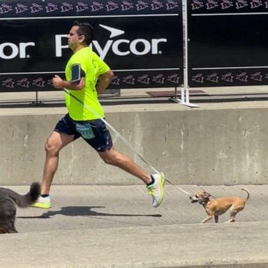 Jellybean’s running career started soon after her owner adopted her in 2020 from a California shelter.