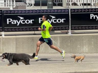 WATCH:  Tiny dog makes big mark running marathons