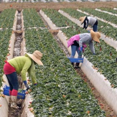 Migrant farm workers on high alert amid immigration raids