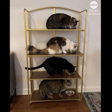 Cat owner trains four felines to eat on designated shelves