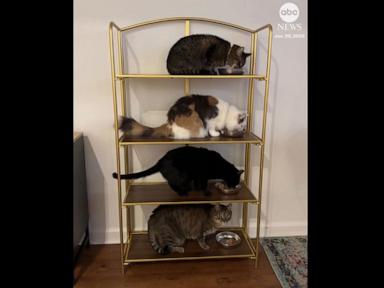 WATCH:  Cat owner trains four felines to eat on designated shelves