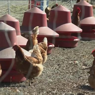 Live bird markets in New York City, Long Island and Westchester County will be shut down for a week after seven cases of avian flu in poultry were found at live bird markets in Brooklyn, the Bronx and Queens, state officials said Friday.