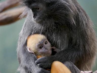 WATCH:  Bronx Zoo welcomes baby silvered langur monkey