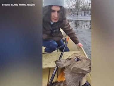 WATCH:  Deer saved in ‘life or death’ rescue from frozen lake