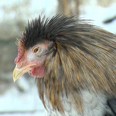 A Connecticut farmer came up with the idea five years ago, but now he’s becoming quite popular as the price of eggs climb.