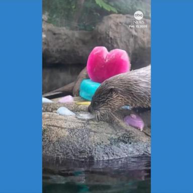 VIDEO: Animals enjoy Valentine's treats at Florida aquarium