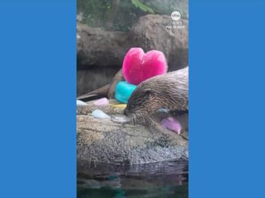 WATCH:  Animals enjoy Valentine's treats at Florida aquarium