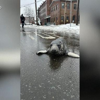 The grey seal, believed to be 6-months-old, is being nursed back to health at an aquarium.