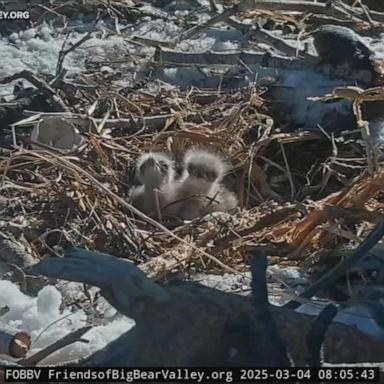 Live camera footage from a bald eagle nest in Southern California has gone viral, capturing hundreds of thousands of views this week. ABC News’ Danny New reports.