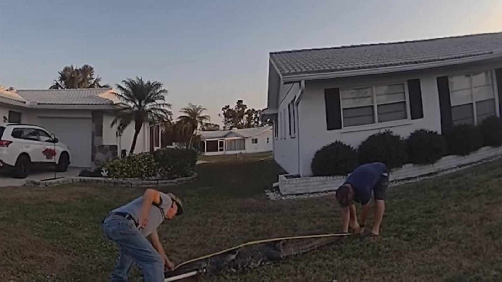 WATCH:  Cop delivers pizza when delivery driver sees 8-foot gator hiding